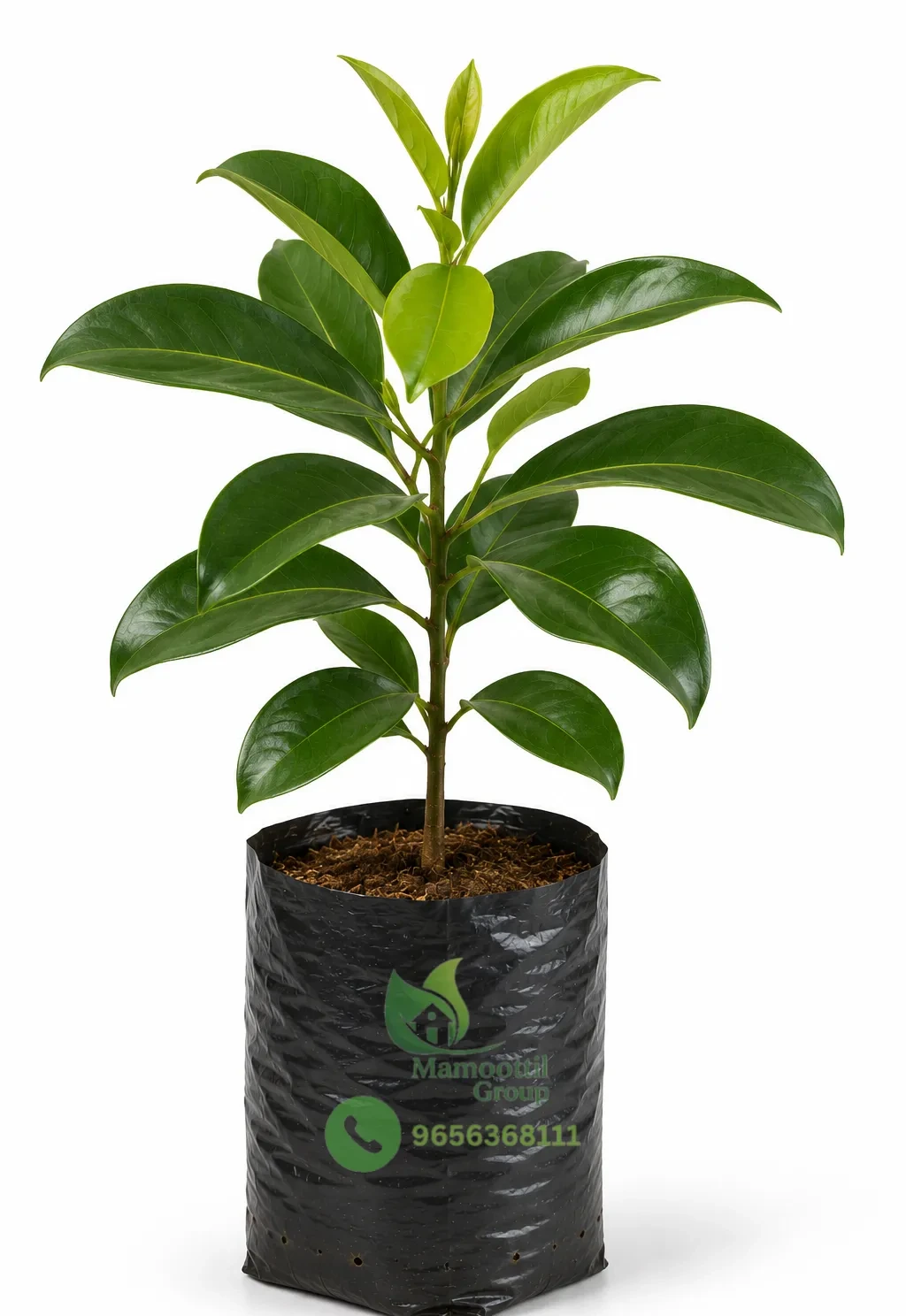 Mangosteen Sapling